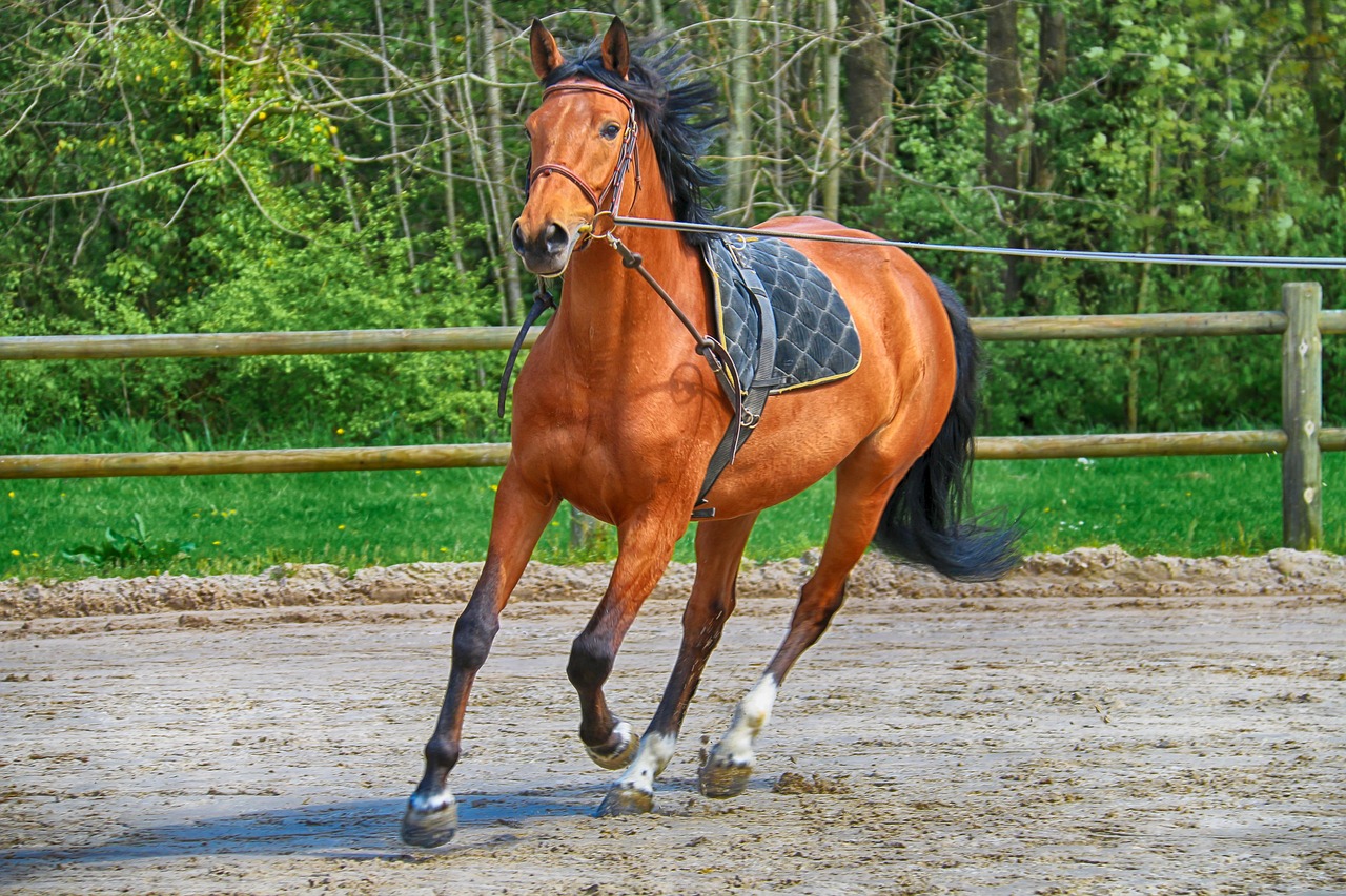 animals-5172819_1280.jpg